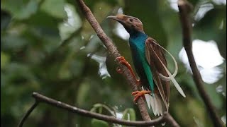 Standardwing BirdofParadise Semioptera wallacii [upl. by Otho]