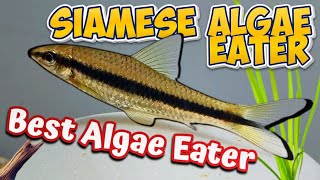 The Pros and Cons of Keeping Siamese Algae Eaters crossocheilus oblongus [upl. by Kara155]