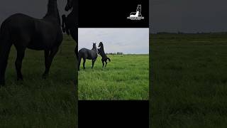 Crazy frisky foal 🤪 friesian horses followtheherd [upl. by Steward]