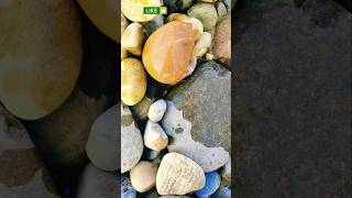 Amazing gold rocks lake superior agate hunting 842 youtubeshorts agatehunting shortsvideo [upl. by Zakaria728]