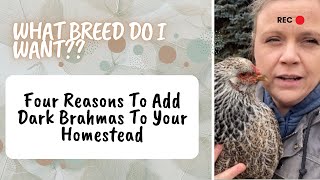 4 Reasons To Add Dark Brahma Chickens to Your Flock [upl. by Atinid]