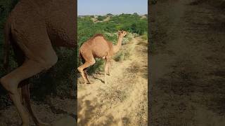 Camel viralvideo ytshorts trendingshorts [upl. by Eelorac]