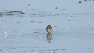 Stilt sandpipers [upl. by Jessee]