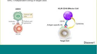 Driving Robust ADCC and T Cell Redirection with KILR CD16 Effector Cells [upl. by Hamal559]