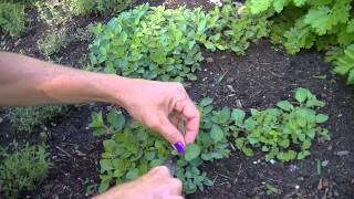 Harvesting Greek Oregano [upl. by Retseh]