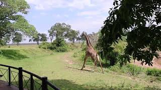 Giraffe runs through camp at Governors Camp Masai Mara Kenya [upl. by Lourdes]