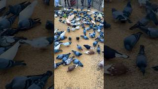 Pidgins are eatings food youtubeshorts birds sylhettravel travel bangladesh [upl. by Eatnoj]