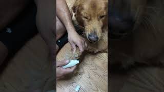 Dog Nail Grinder amp Trimmer [upl. by Etiam]