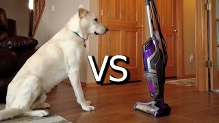 Bissell Crosswave Pet Pro VS Dog Hair How Does It Do [upl. by Amles]