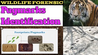 Wildlife Forensic Pugmarks Identification [upl. by Weywadt684]