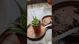 Spider Plant Propagation from Water to Soil Best time to do in Monsoon indoorplants plants [upl. by Samuelson]