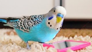 Budgie singing to mirror  Parakeet Sounds [upl. by Bandeen]