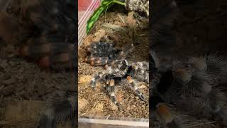 Tarantula is molting spiders molting animalshorts animals animalsvideo [upl. by Corydon]