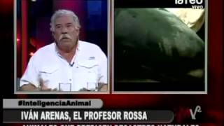 Iván Arenas relaciona varamiento de ballenas con movimientos terrestres submarinos [upl. by Dasya]