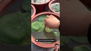 Lotus Propagation Process plants garden lotus lotusfarmer gardening lotusflower nature farm [upl. by Clarisa902]