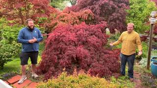 INABA SHIDARE JAPANESE MAPLE  JAPANESE MAPLES EPISODE 19 [upl. by Nittirb604]