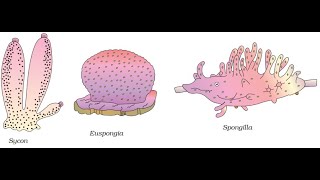 Phylum Porifera Phylum Coelenterata [upl. by Og]