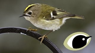 BTO Bird ID  Goldcrest amp Firecrest [upl. by Ratha]