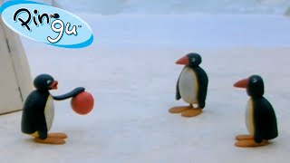 Pingus Family and Friends 🐧  Pingu  Official Channel  Cartoons For Kids [upl. by Hsiri]