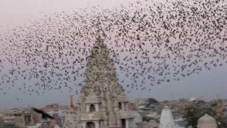 Flocking Behavior of small birds [upl. by Leyameg]