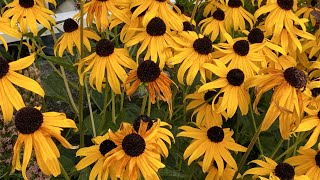 In Bloom amp Dead Head quotBlack Eyed Susanquot Goldsturm Rudbeckia 4K  August 21 [upl. by Eesdnil33]