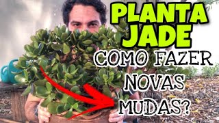 PLANTA JADE  COMO FAZER MUDAS E OBTER NOVAS PLANTAS [upl. by Rexana]