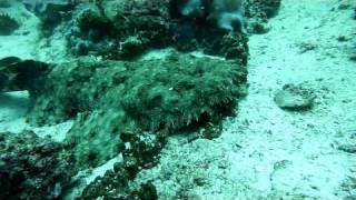 Wobbegong Shark [upl. by Arries236]