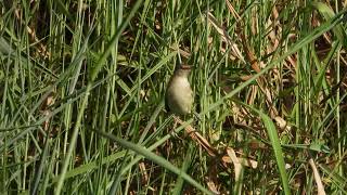 קנית אירופית Great reed warbler [upl. by Eillod1]