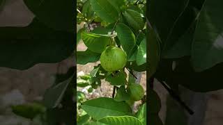 Arkakiran Guava Bhoomi Nursery Palakkad [upl. by Bloom685]