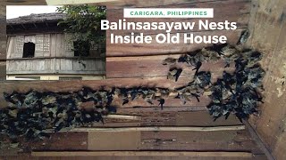 Balinsasayaw nests inside an old house in Carigara Leyte [upl. by Eseer893]