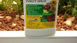 How to get rid of thrips in your garden [upl. by Anawd730]