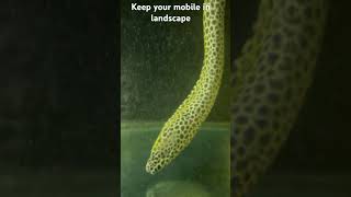 Moray Eel morayeel moray eeleelfishing eelvideos wildlifephotography wildlife [upl. by Emawk]