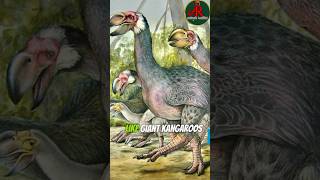 Dromornis stirtoni bird originated from Australian their wonderful bird ever to lived watch more [upl. by Lelah]