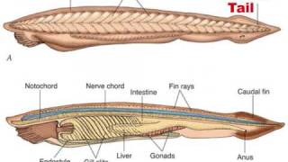 Chordate Evolution 12 [upl. by Wilfreda]