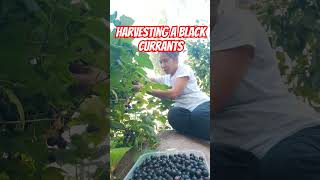 HARVESTING BLACK CURRANTS FRUIT food highlights love [upl. by Burnett646]