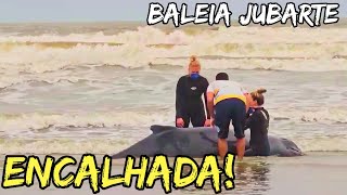 FILHOTE DE BALEIAJUBARTE ENCALHA NA PONTA DA PRAIA [upl. by Prasad]