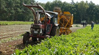 INTERNATIONAL 633 With KLEINE AUTOMATIC Beet Harvester  Zuckerrübenernte 2024 [upl. by Morty]