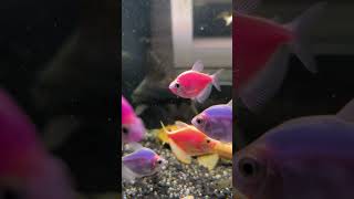 SETTING AWAL AQUARIUM IKAN GLOFISH aquarium glofishtetra freshwaterfish petfish ikan aquascape [upl. by Oirevas]