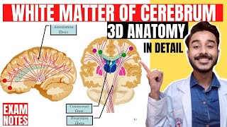 white matter of cerebrum anatomy 3d  association fibers anatomy  commissural fibers anatomy [upl. by Gibbeon877]