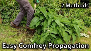 2 Methods of Comfrey Propagation [upl. by Anavahs]