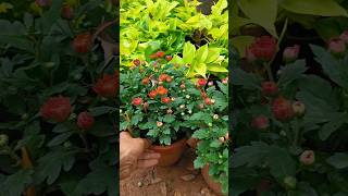 చామంతి flower nurserylive flowernursery gardening nursery plantnursery plant newnursery [upl. by Cerveny]