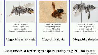 List of Insects of Order Hymenoptera Family Megachilidae Part 4 megachile osmia simplex integra [upl. by Ariayek589]