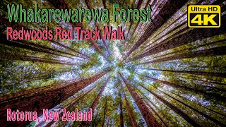 Redwood Memorial Grove Track  Red Track Trail  Late Winter 2023 [upl. by Henrik]