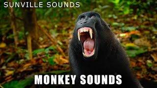 Monkey Sounds  Wilder Sounds Of Nature  Peters World Animal Sounds [upl. by Nial]