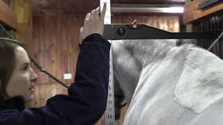 How To Measure Your Horse [upl. by Tomasina]