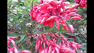 Erythrina cristagalli coral tree [upl. by Annai989]