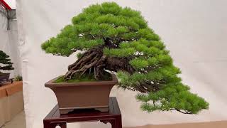 Coordinamento bonsai del triveneto [upl. by Poliard]