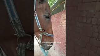 jugular pulsation in Horseextension Equineveterinaryservices [upl. by Rockwell742]