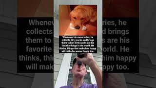 Whenever His Owner Cries This Dog Collects Dirty Socks And Brings Them To Her grandpa [upl. by Ridglee705]