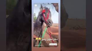 بلا متحاج لبنج لا والو معا خوكم حمودة 😂😂 [upl. by Margetts]